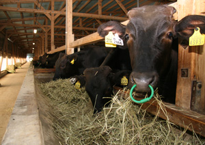 清潔な牛舎で過ごす子牛