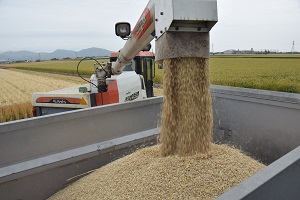 さが杵藤／0511大麦収穫.jpg